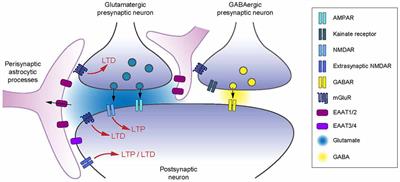 Control of Long-Term Plasticity by Glutamate Transporters